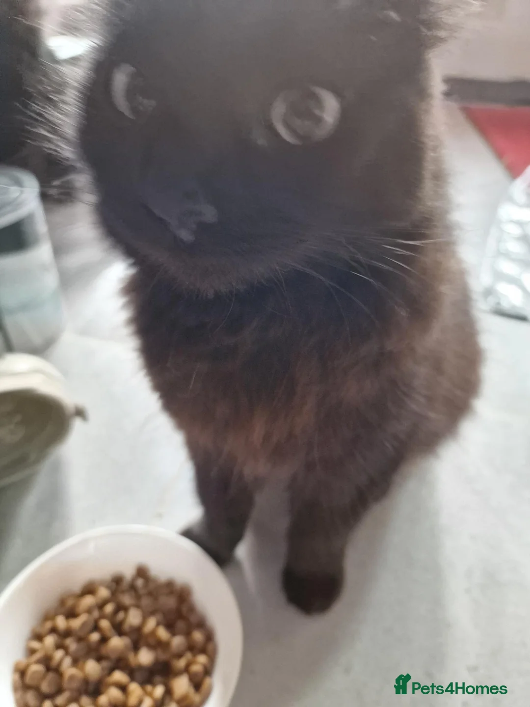 British Longhair cats for sale: Beautiful 2 year old British longhair in Telford - Advert 4