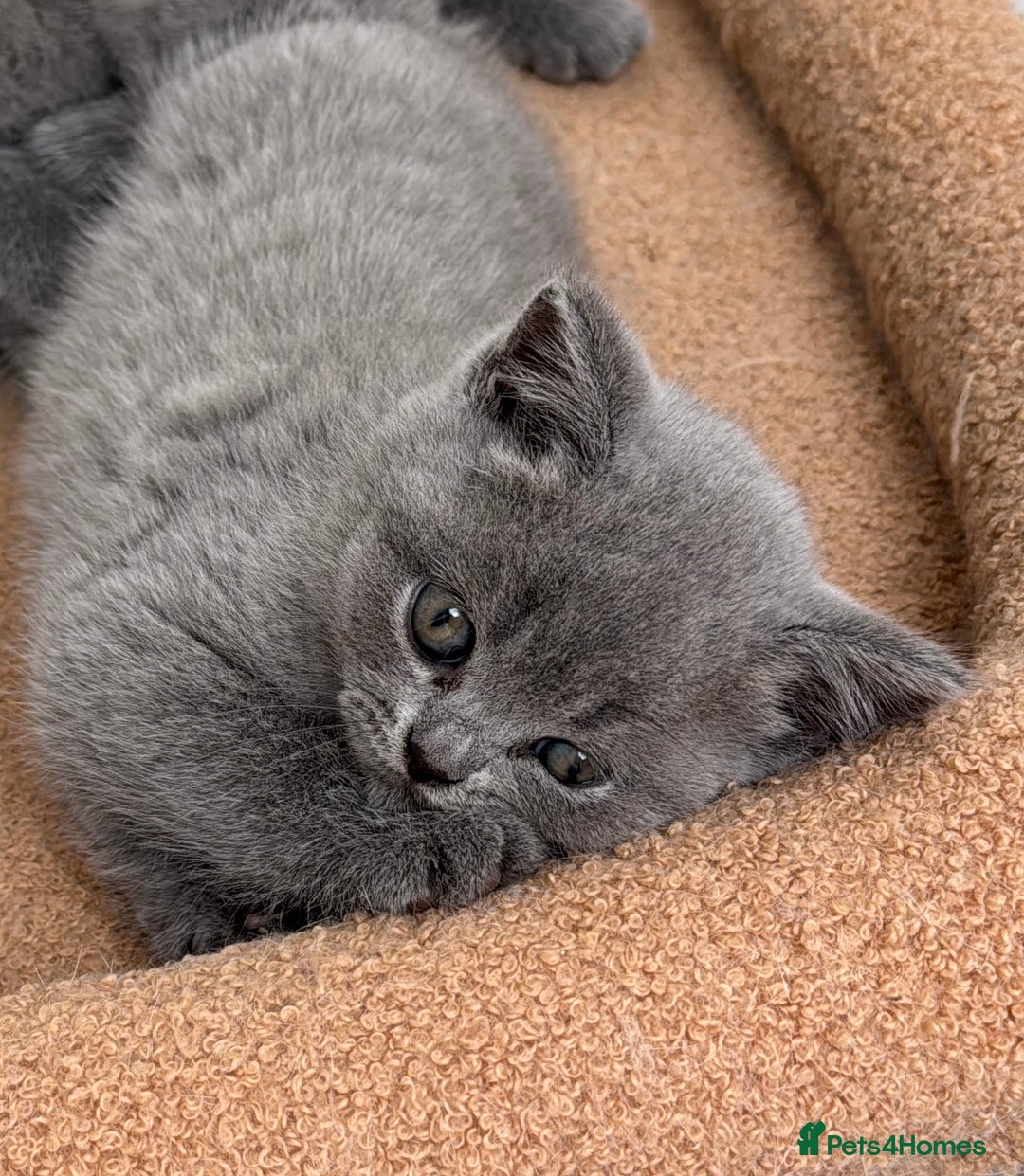 British Shorthair cats for sale: Last 3 stunning BSH Left - Image 4