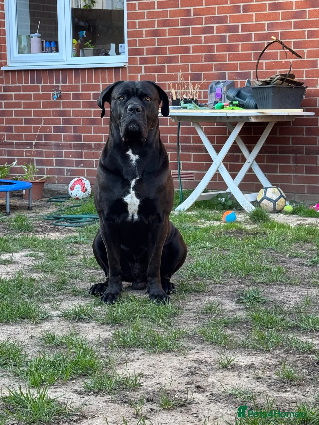 Cane Corso dogs for stud: Roger in Colchester - Advert 24