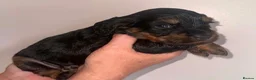 Cocker Spaniel dogs for sale: Cocker spaniel  - Advert 5