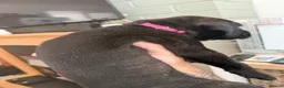 Cane Corso dogs for sale: Cane corso puppies - Advert 12