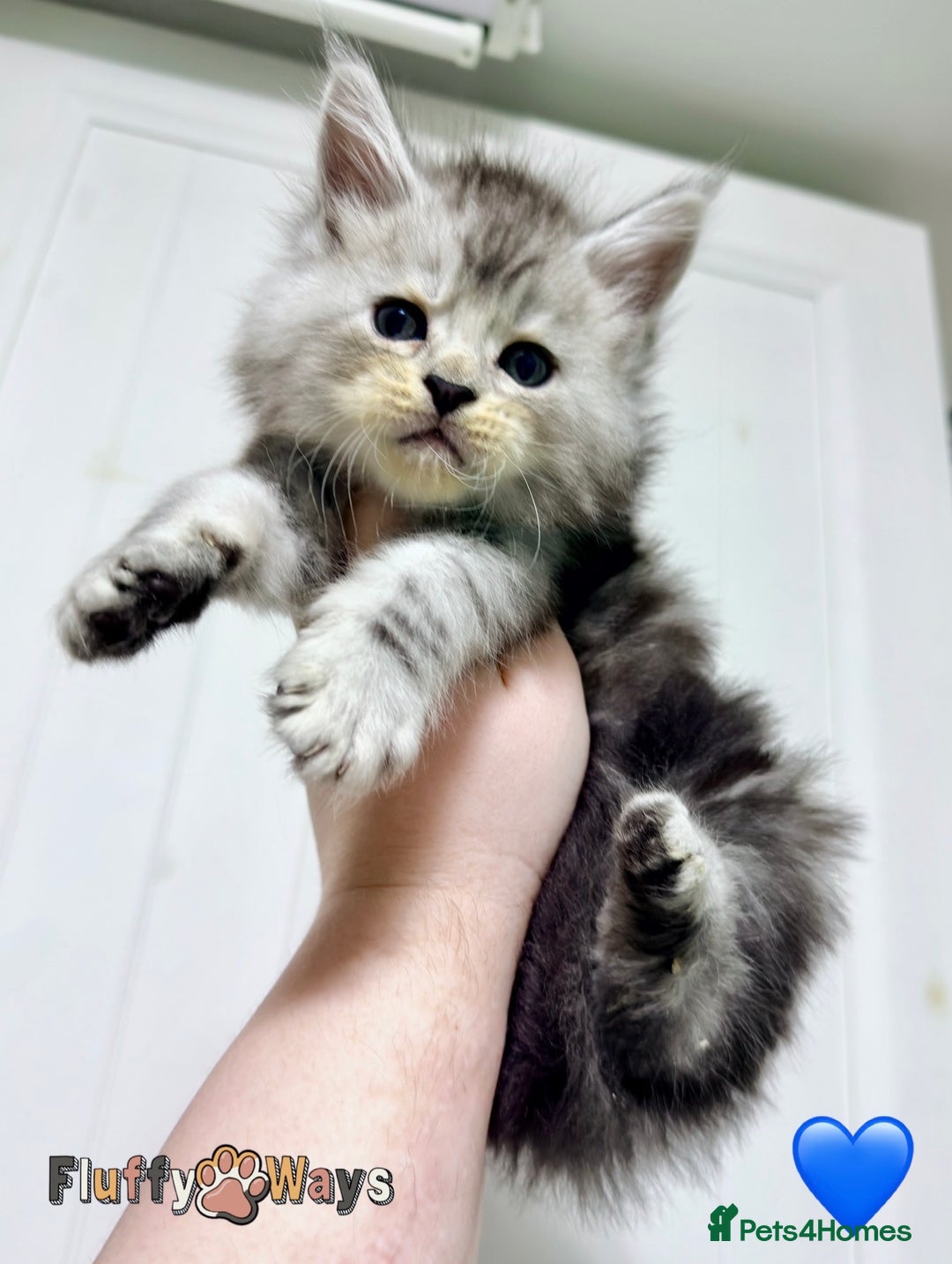 Maine Coon cats for sale: 🐾💠 *TICA REG* SILVER MAINE COON KITTENS 💠🐾 - Advert 5