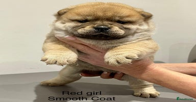 Chow Chow dogs - Advert 11