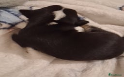 Chihuahua dogs for sale: chihuahuas puppies for sale - Image 6