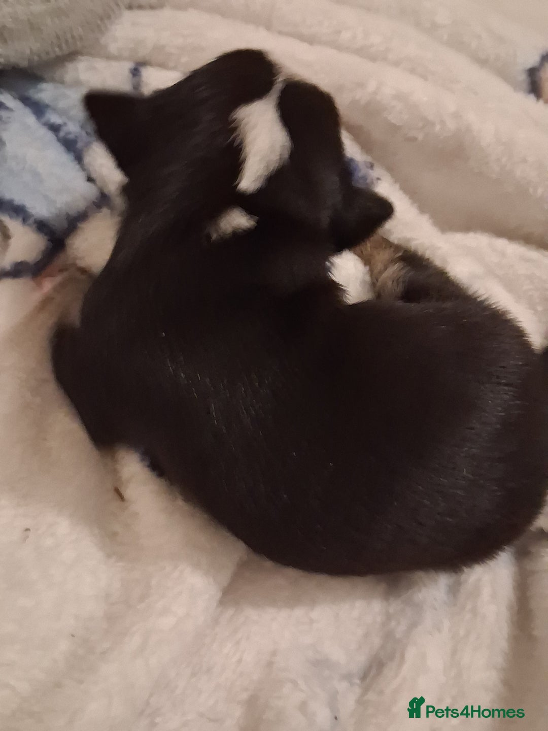 Chihuahua dogs for sale: chihuahuas puppies for sale - Image 6