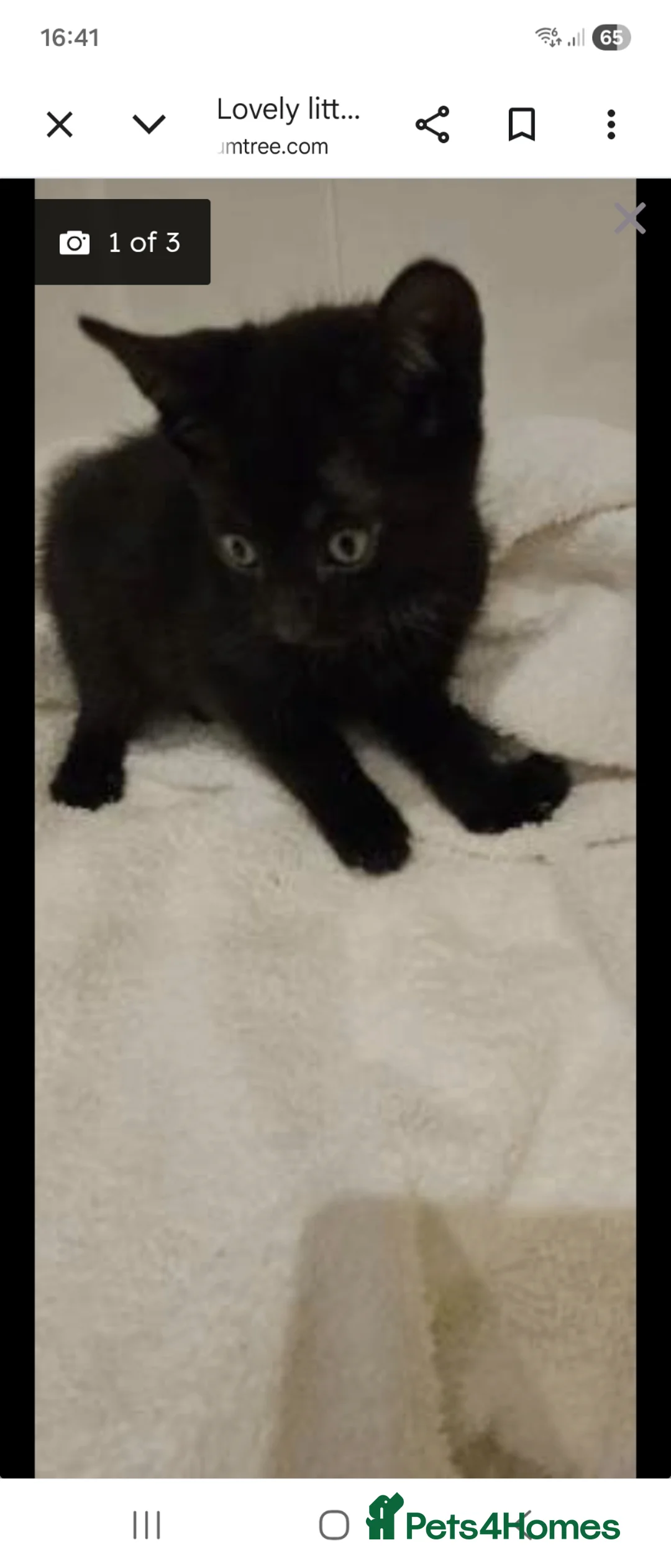 Mixed Breed cats for sale: Male kitten  - Advert 7