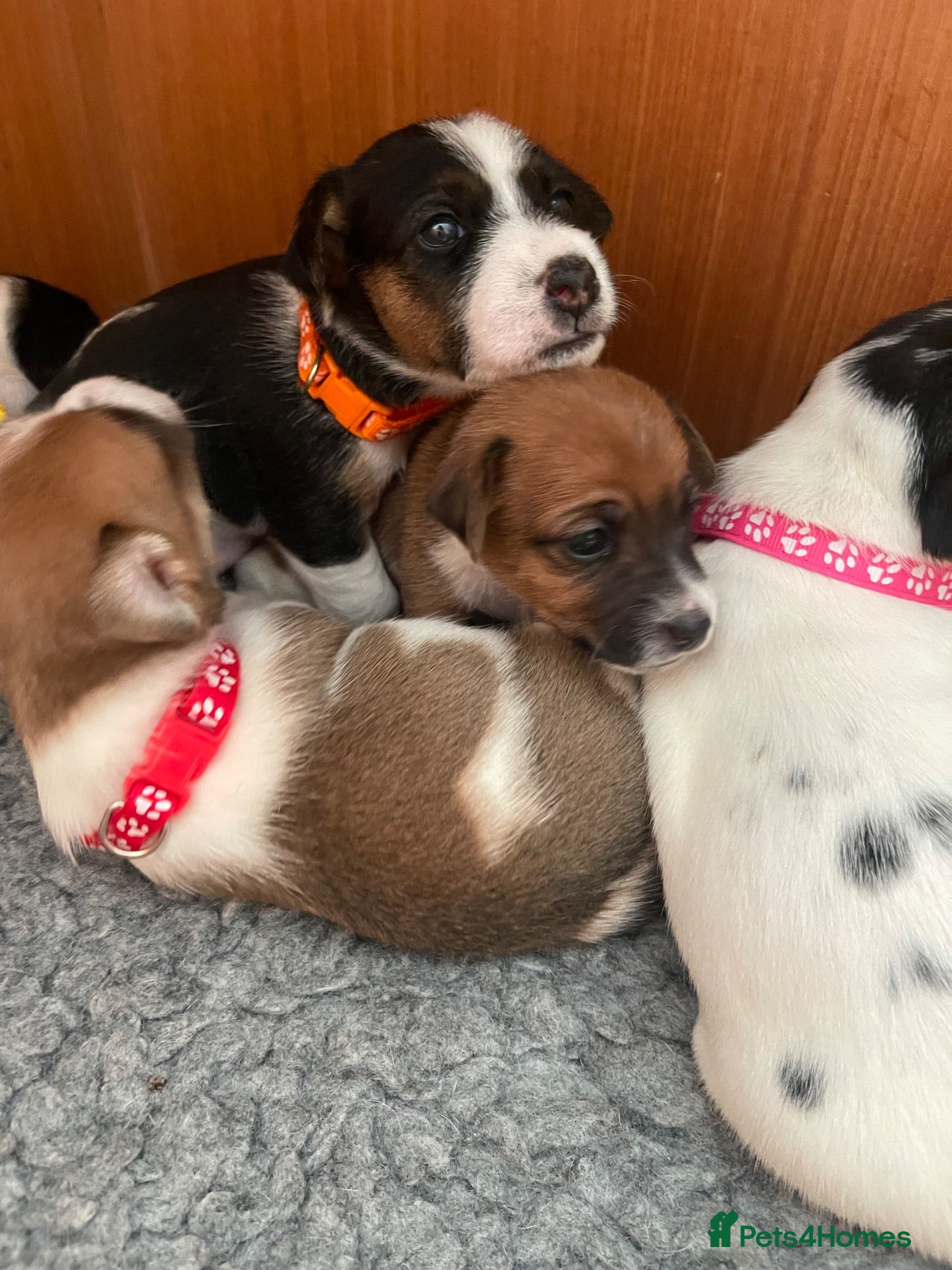 Jack Russell dogs Stunning traditional Jack Russell puppies - Advert 2