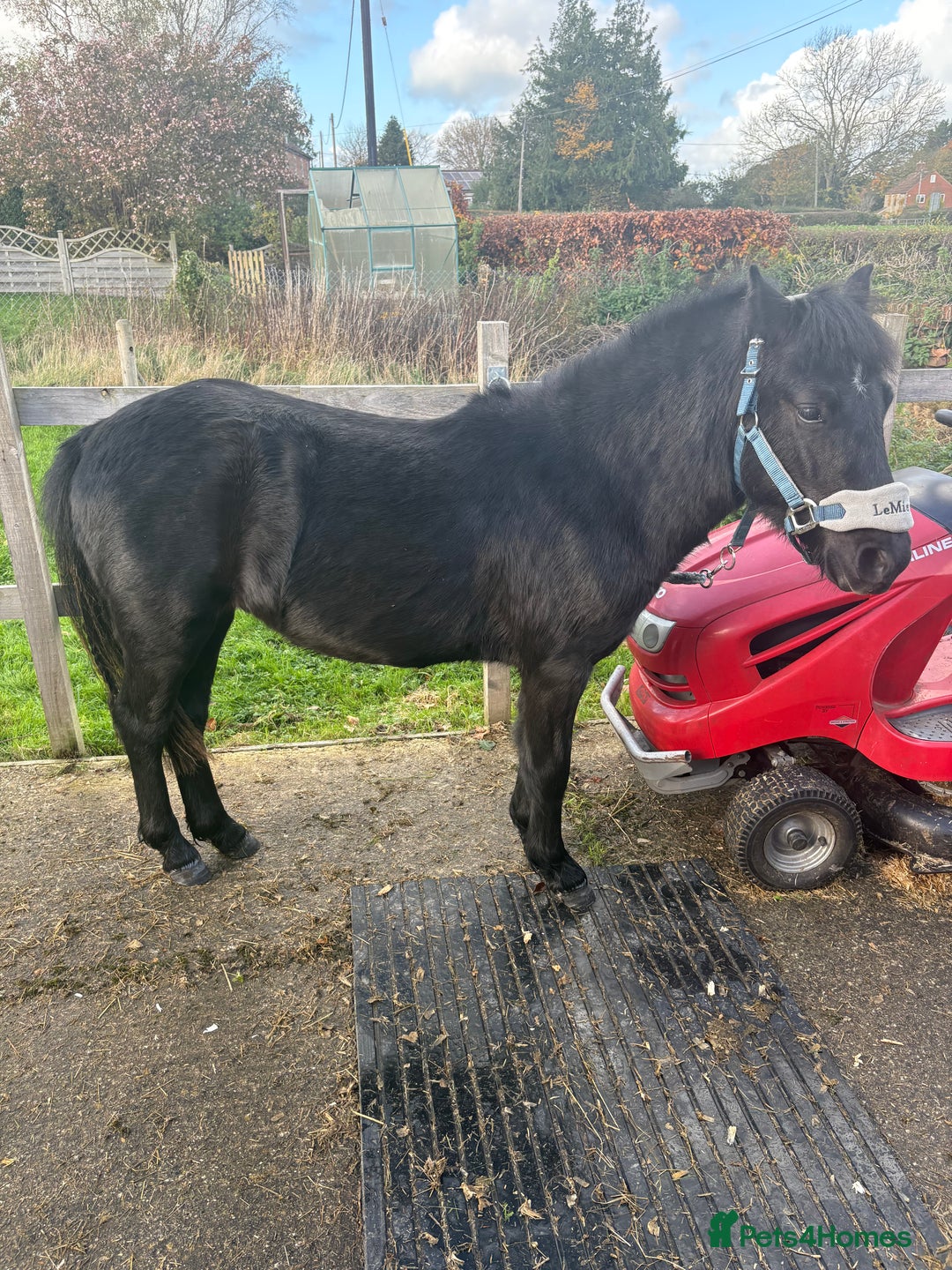 Irish Cob horses for sale: All rounder plus gelding friend to go together  - Advert 5