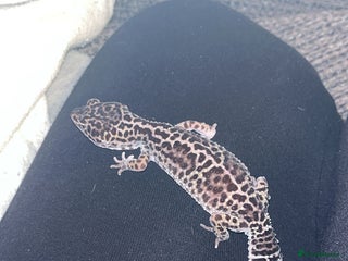 Gecko reptiles - Advert 1