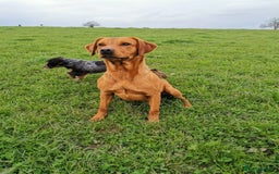 Labrador Retriever dogs for sale: 1 girl left! KC reg Labradors (yellow/Foxred) - Image 7