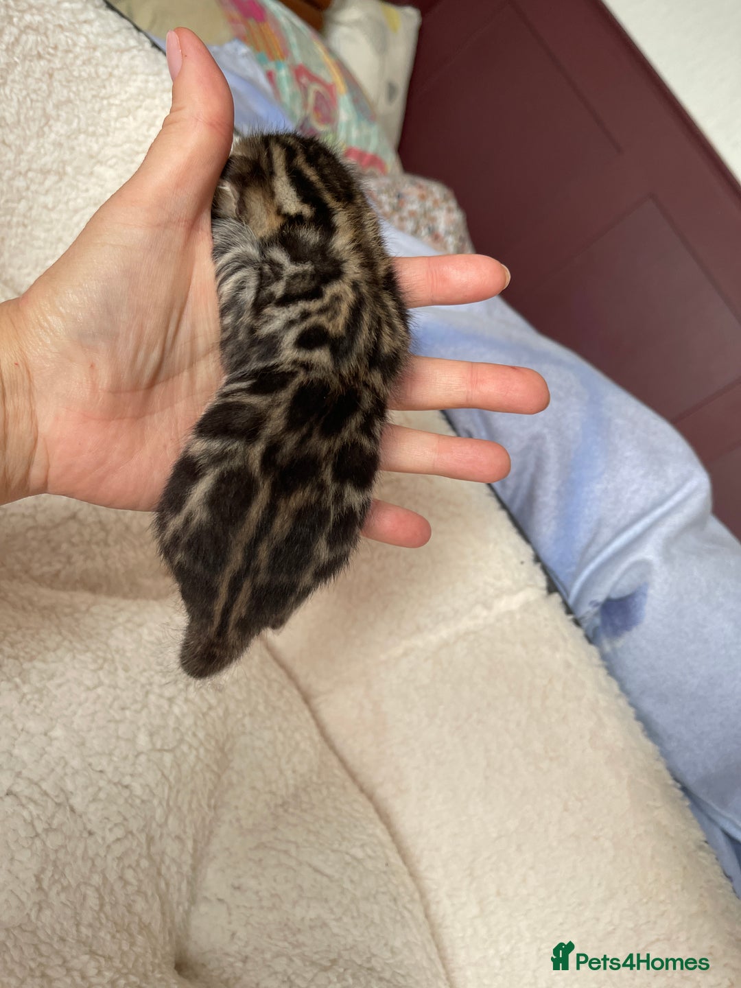 Bengal cats for sale: Bengal kittens for sale-Stunning 3-color Rosettes  - Image 18