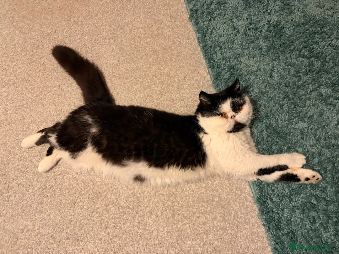 Persian cats for sale: 1yr old Persian boy looking for his furever home! - Advert 1