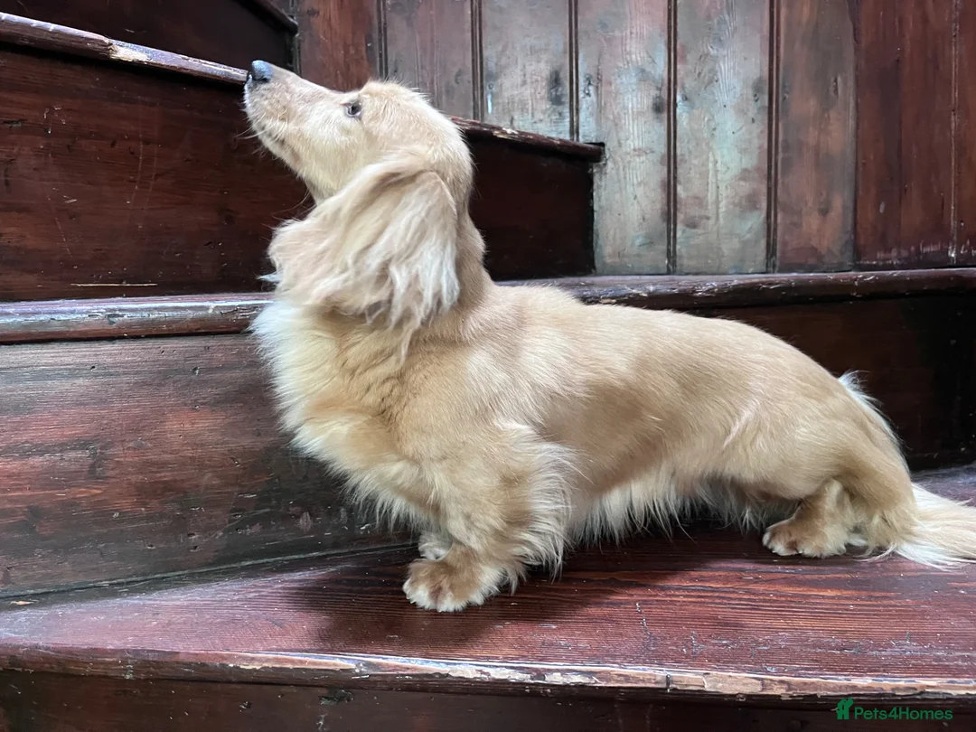 Miniature Dachshund dogs for stud: PROVEN KC CREAM MINIATURE LONG DACHSHUND STUD - Advert 1