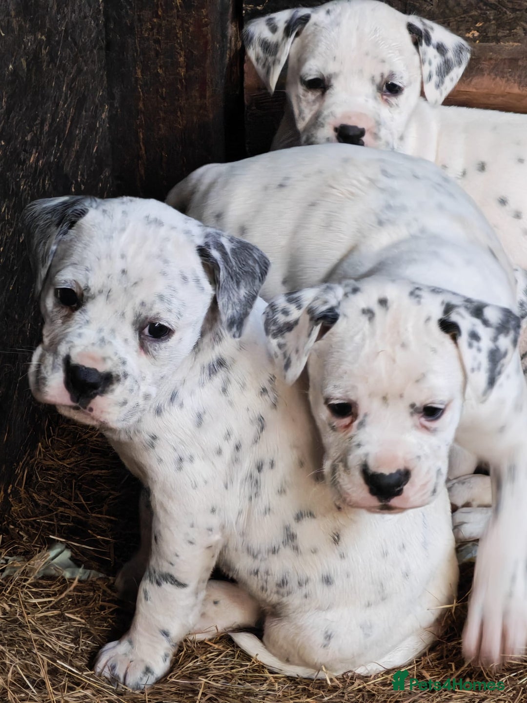 Mixed Breed dogs for sale: Boxmatian - Advert 5