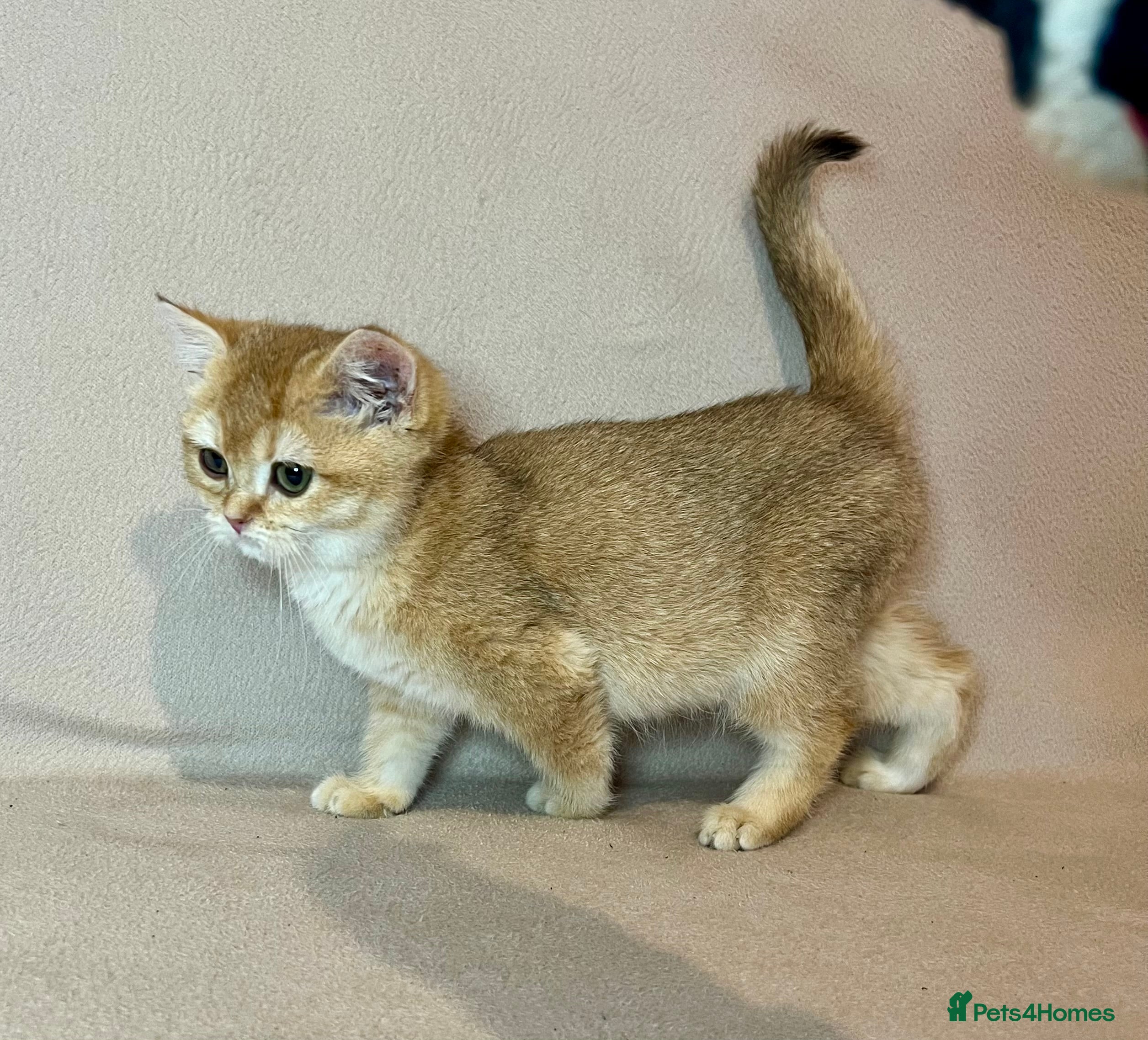 British Shorthair cats 🐾BSH Golden Kittens🐾  - Advert 4