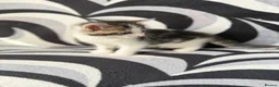 Mixed Breed cats for sale: 4 striped kittens - Advert 13
