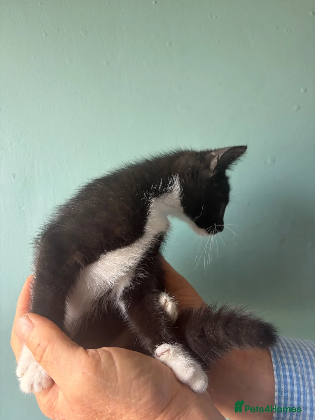 Mixed Breed cats for sale: Gorgeous kittens  - Advert 13
