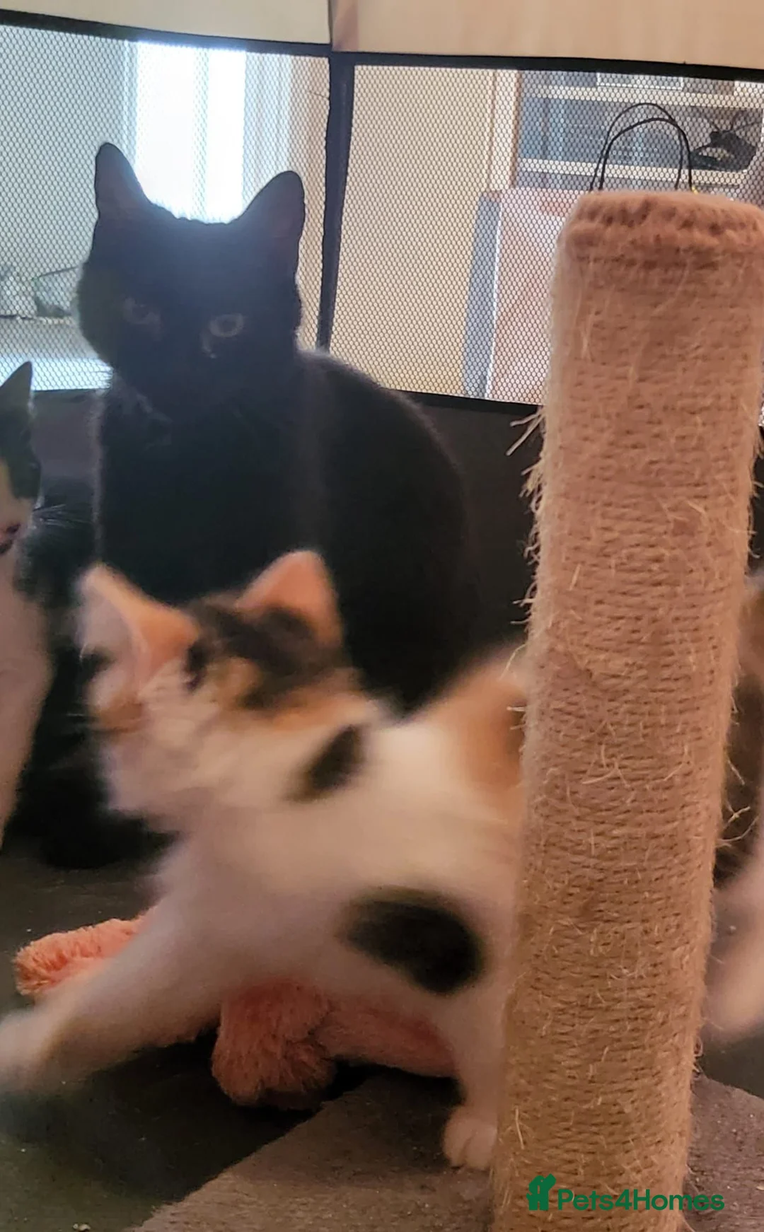 Mixed Breed cats for sale: Cute playful 9 weeks - Advert 12
