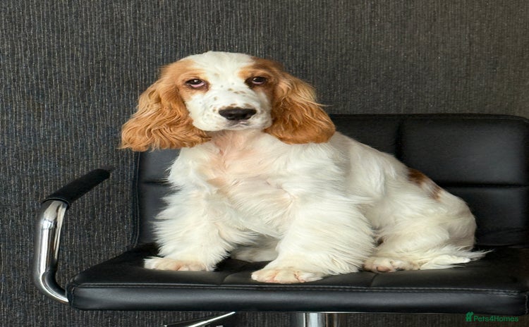 Cocker Spaniel dogs - Advert 3