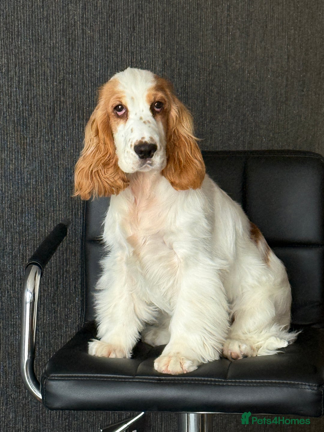Cocker Spaniel dogs for sale: Cute Clemmy - Image 1