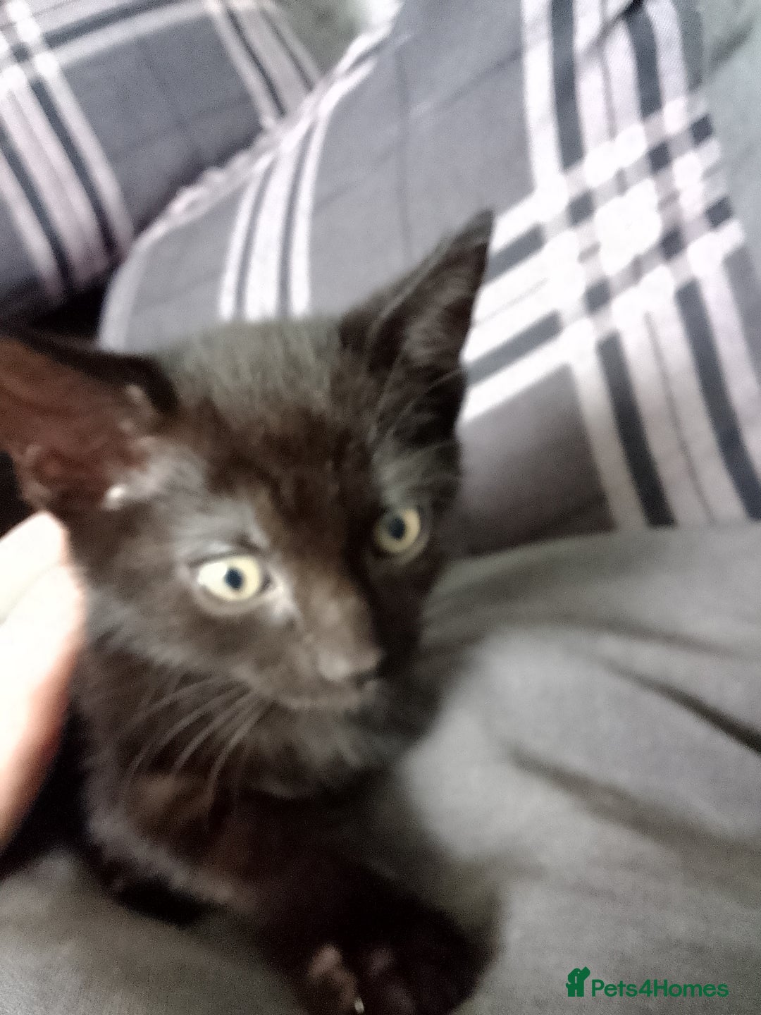 Mixed Breed cats for sale: Kittens can deliver  - Image 2