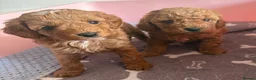 Cavapoo dogs for sale: TOY CAVAPOO GIRL. Health tested and training begun - Advert 23
