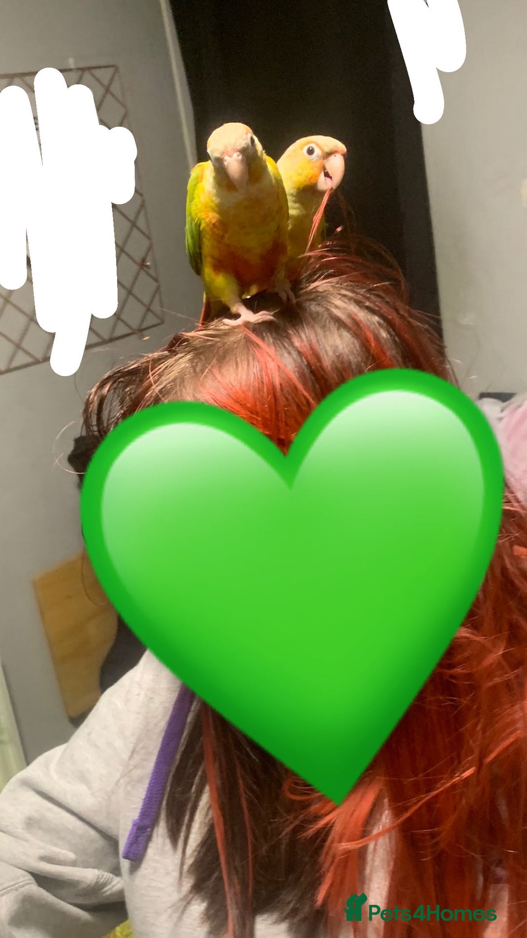 Conures birds for sale: Gorgeous bonded pair of pineapple conures  - Advert 3