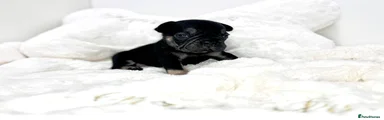 Danny dog 