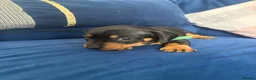 Miniature Dachshund dogs for sale: Mini dachshund puppies  - Advert 9