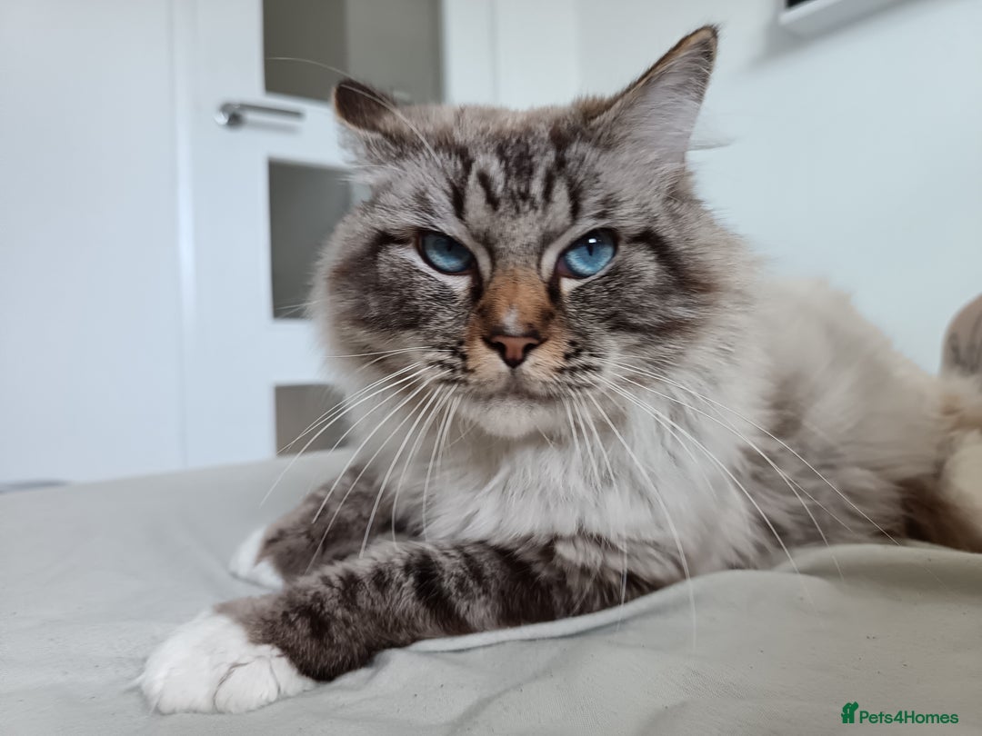 Ragdoll cats for sale: Ragdoll male  - Image 1