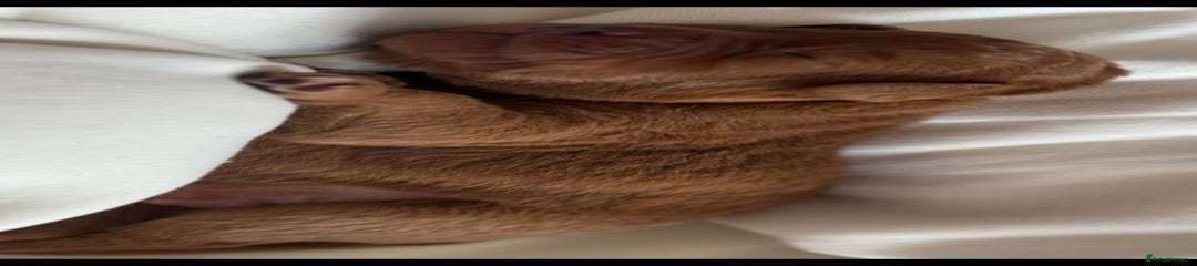 Labradoodle Brown Collar 