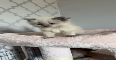 Ragdoll cats - Advert 9
