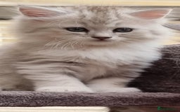 Persian cats for sale:  Boy and Girl pair to go together - Image 1