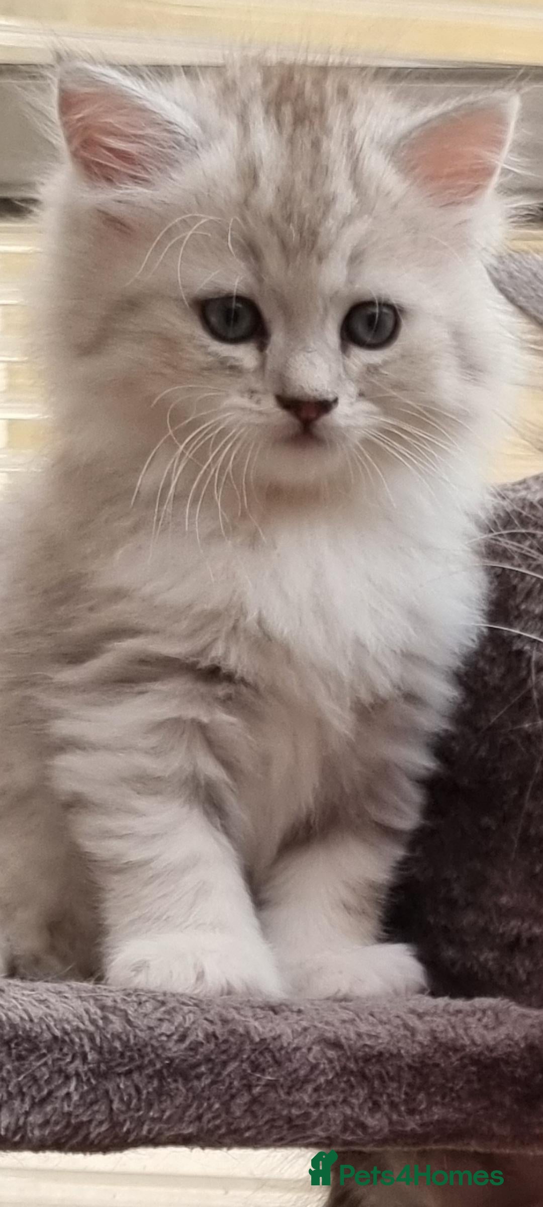 Persian cats for sale:  Boy and Girl pair to go together - Image 1