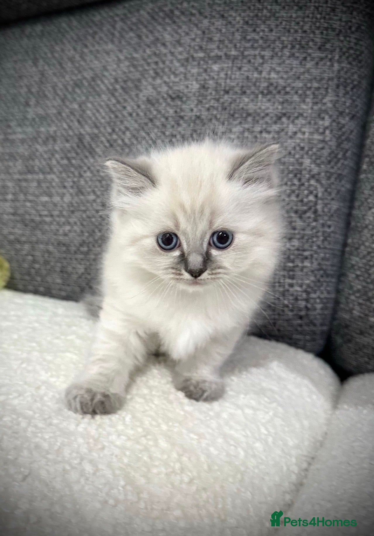 Ragdoll cats LAST 2 REMAINING! Beautiful Litter of Ragdolls - Advert 2