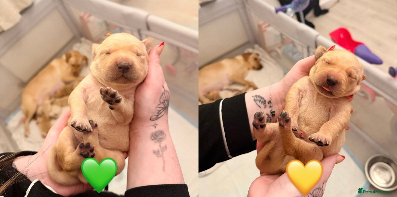 Labrador Retriever dogs 2 Handsome Labrador Boys  - Advert 11