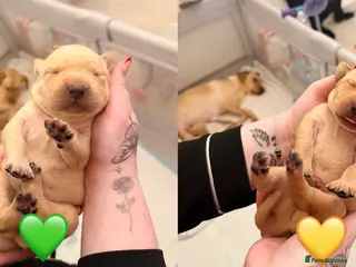 Labrador Retriever dogs 2 Handsome Labrador Boys - Advert 11