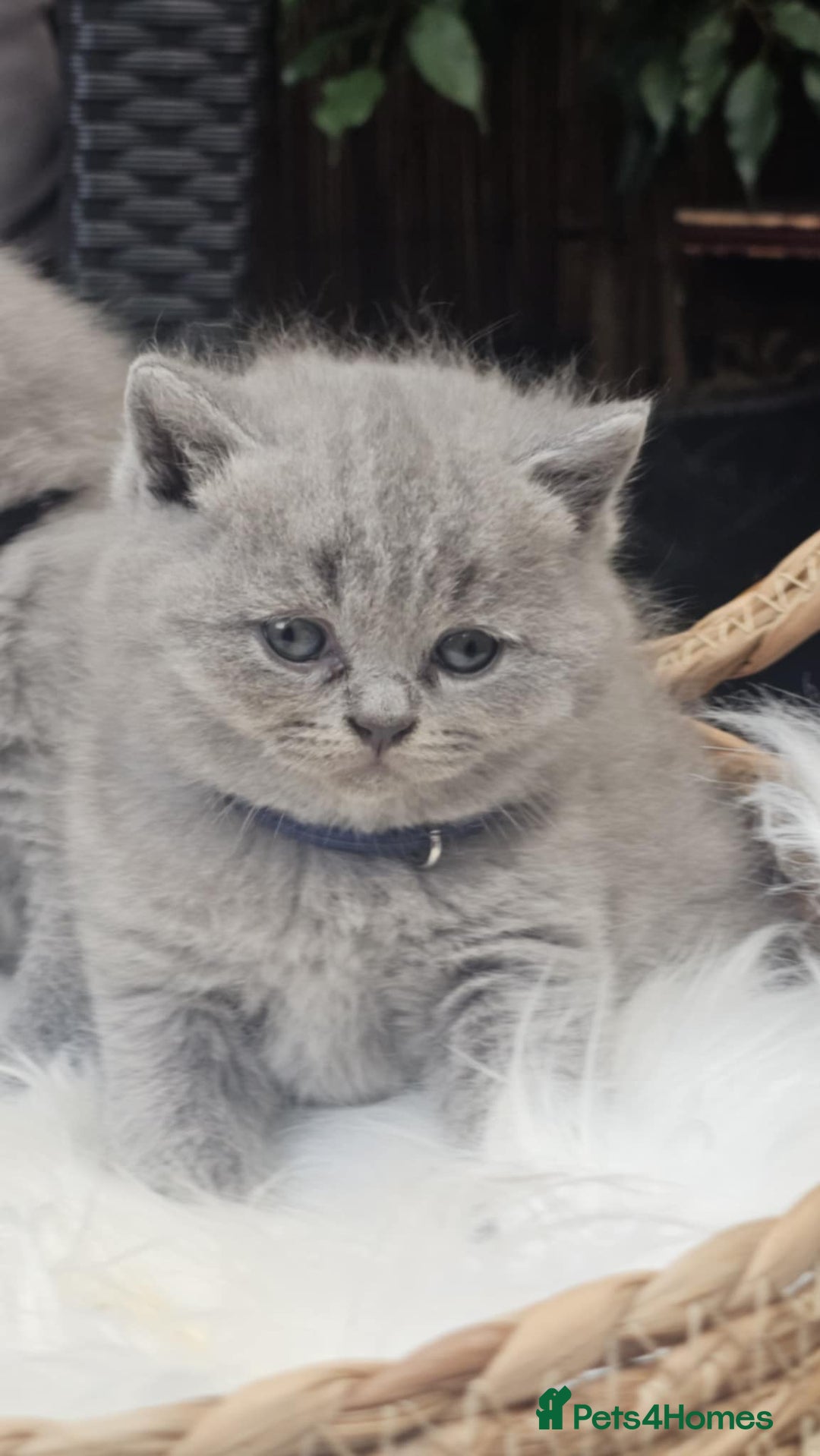British Shorthair cats for sale: Show Quality Champions British Shorthair GCCF - Image 7