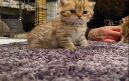British Shorthair cats for sale: Beautiful golden shaded/ticked kittens - Image 1