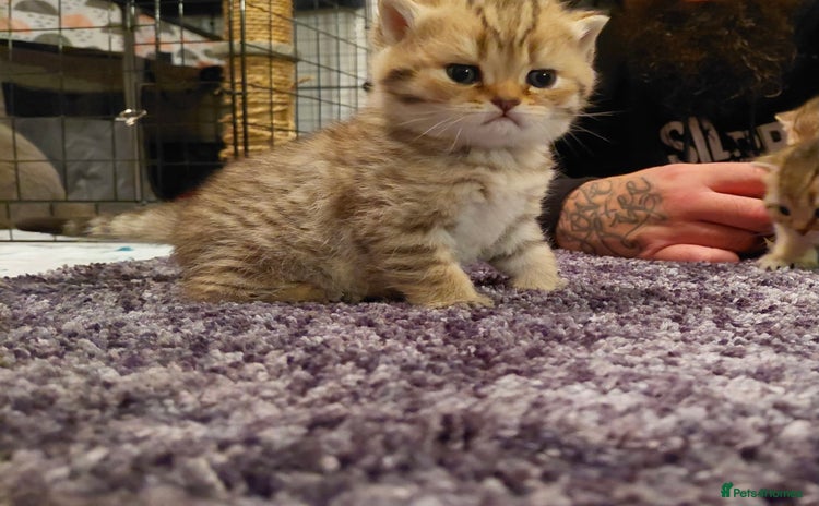 British Shorthair cats - Advert 1