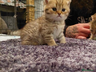 British Shorthair cats Beautiful golden shaded/ticked kittens - Advert 6