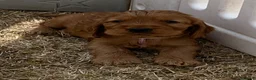 Cocker Spaniel dogs for sale: Outstanding Show Cocker Spaniels KC Reg - Advert 19