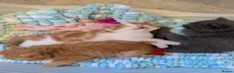 Mixed Breed cats for sale: Persian/ragdoll/mix in Southampton - Advert 9