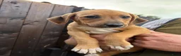 Mixed Breed dogs for sale: Beagle puppies  in Lifton - Advert 5
