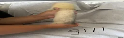 Ferret rodents for sale: Stunning part angora kits for sale in Cardiff - Advert 32