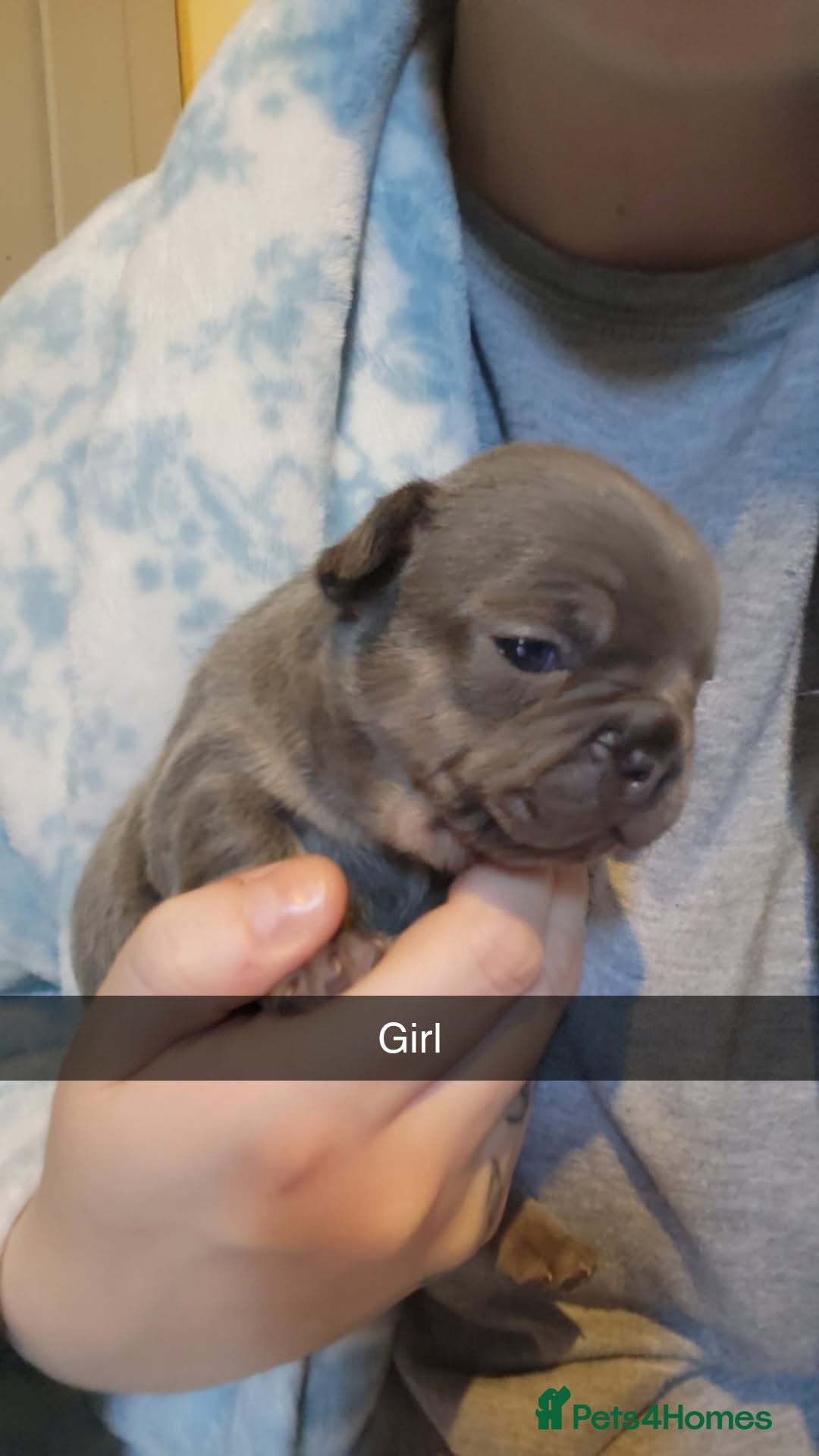 French Bulldog dogs for sale: Frenchie pups  - Advert 2