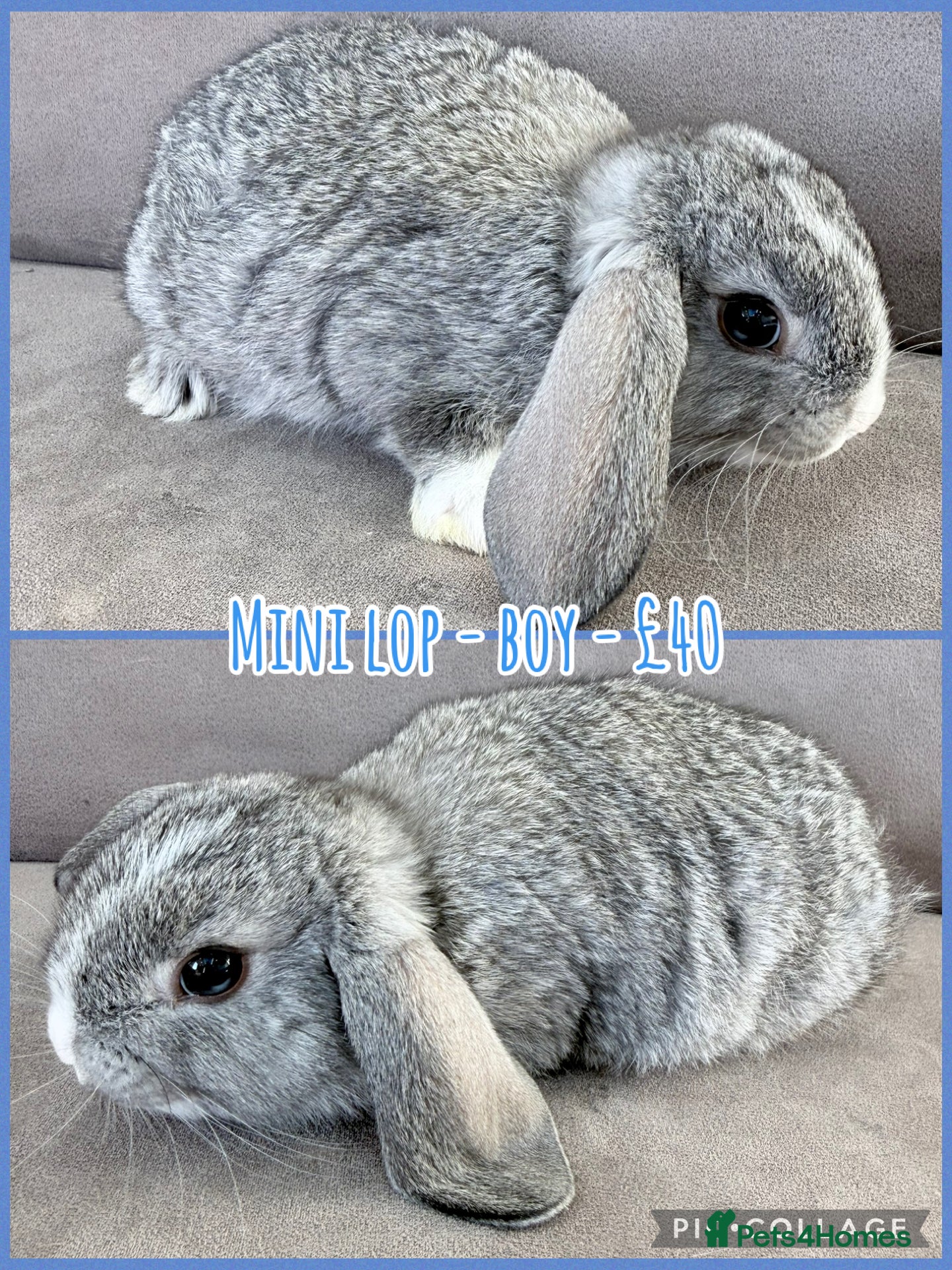 Mini Lop rabbits for sale: Mini Lop Rabbits - Advert 11