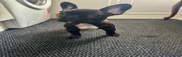 French Bulldog dogs for sale: 3 French bulldog puppies ready to find their home  - Advert 18