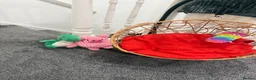 Mixed Breed cats for sale: mochi - Advert 9