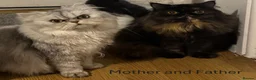 Persian cats for sale: 6 Stunning Persian Kittens - Advert 2